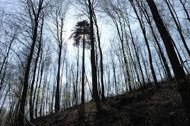 Mont ST Mard04